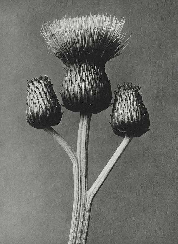 New! Karl Blossfeldt's expressive plant portraiture 🌿