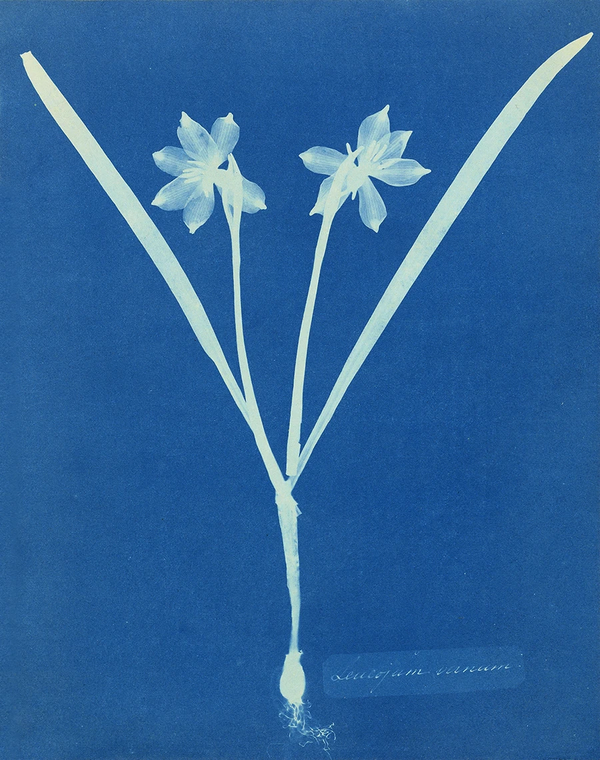 Into the botanical blue for Anna Atkins’ bday