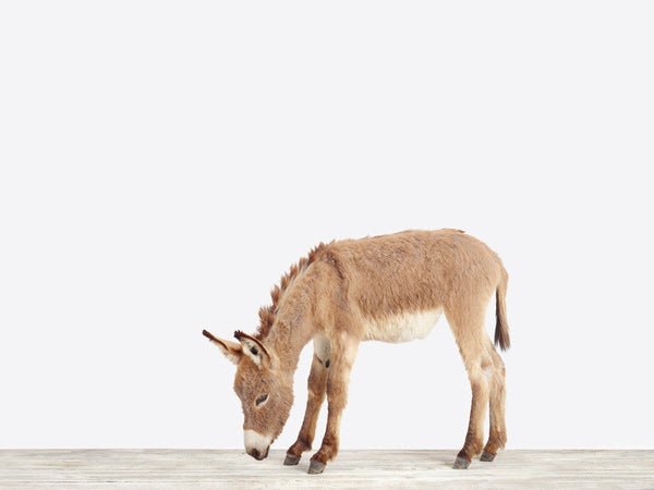 Load image into Gallery viewer, Baby Donkey
