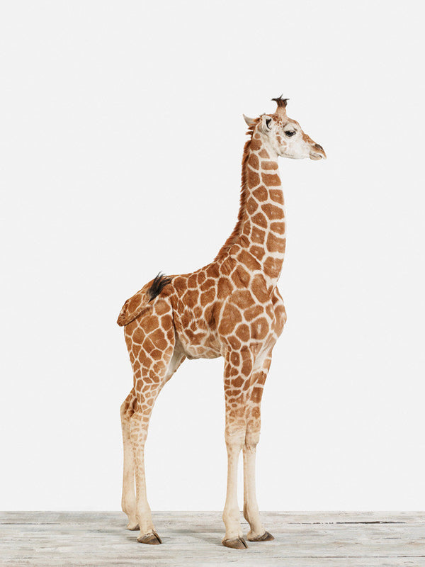 Baby Giraffe No. 5
