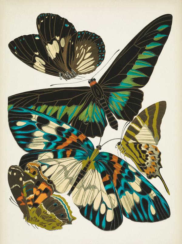 Papillons, Plate 10 (Final Sale)