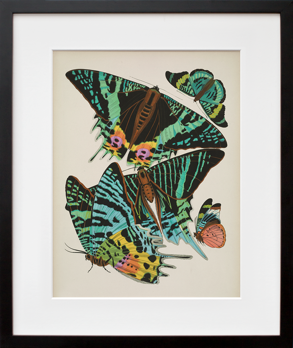 Papillons, Plate 7 in a black frame