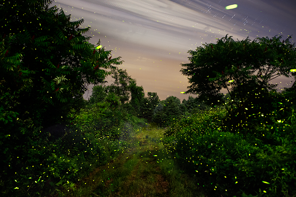 Load image into Gallery viewer, Fireflies under the full moon along the White Clay Kill, Tivoli, NY 7/9/14
