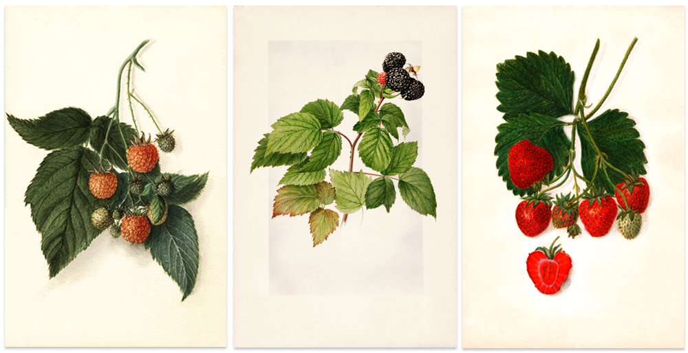 Vintage Watercolor Berry Trio: raspberries, black raspberries and strawberries