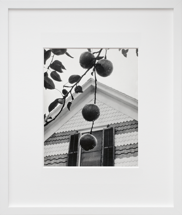 Load image into Gallery viewer, Gable and Apples
