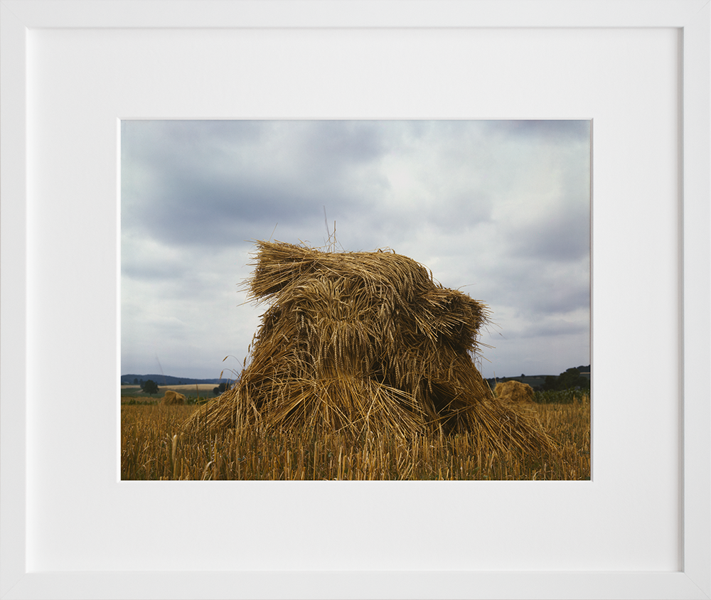 Wheat, Pennsylvania in a white frame