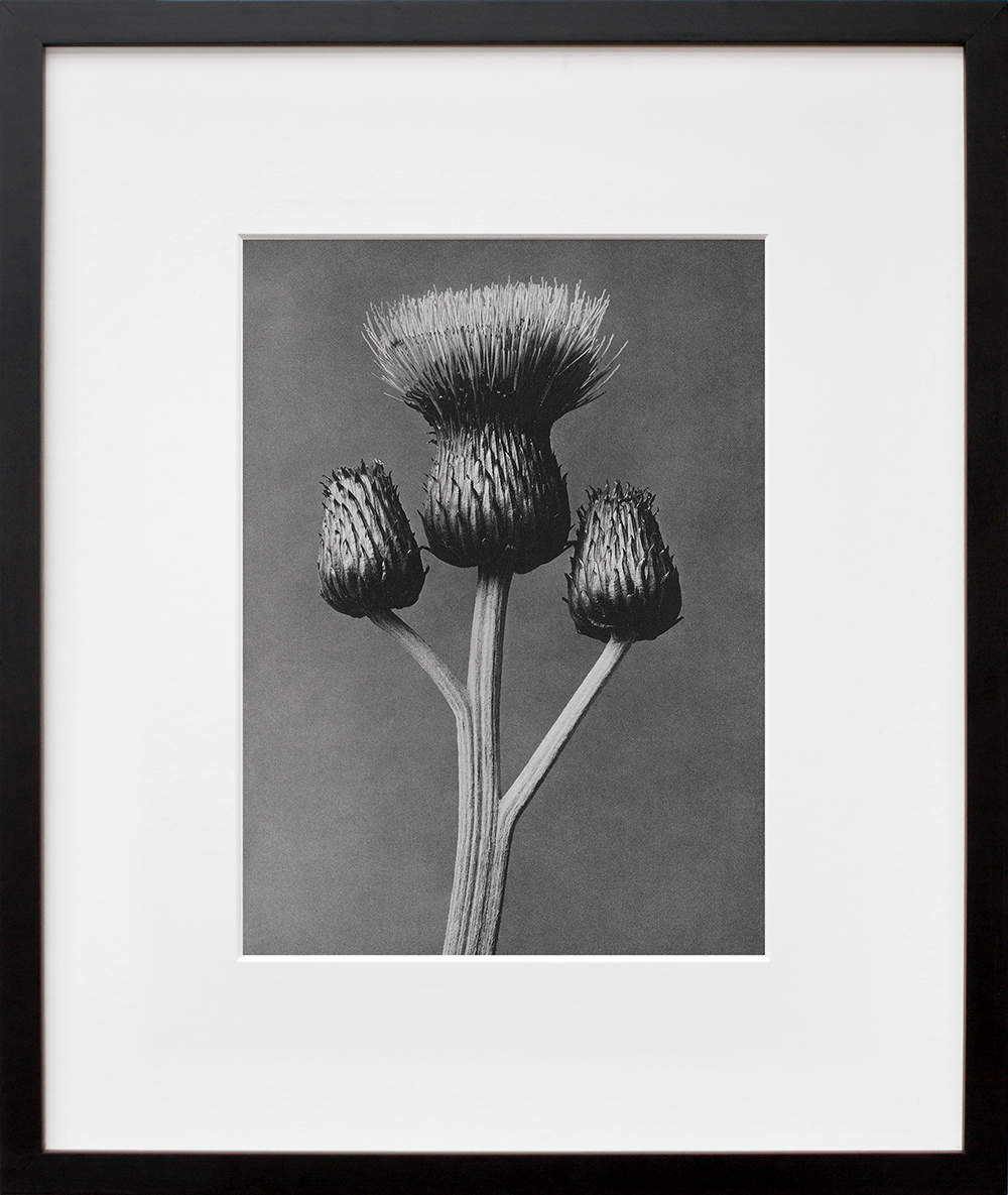 Cirsium Canum in a black frame