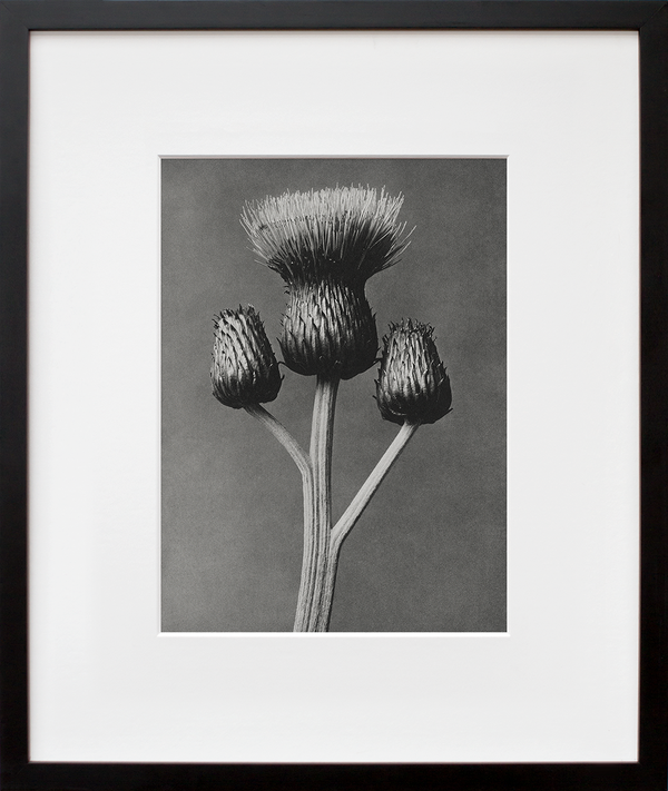 Cirsium Canum