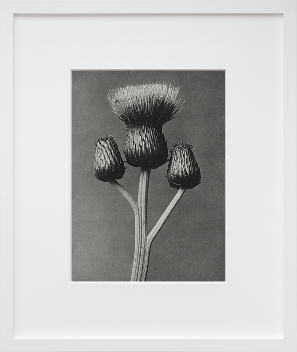 Cirsium Canum