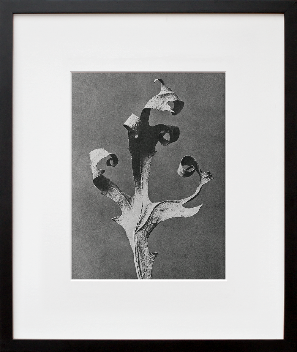 Silphium Laciniatum in a black frame