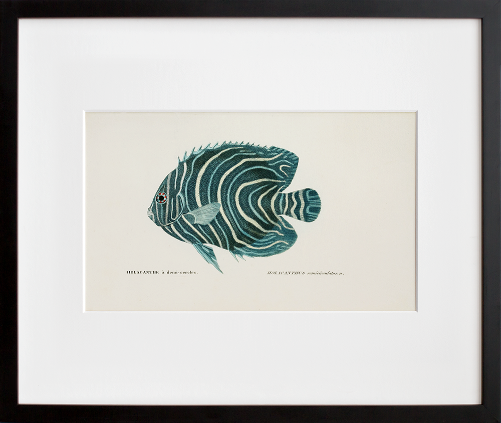 Holocanthe à Demi-Cercles in a black frame