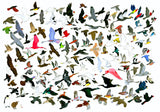 132 Birds Leaving AMNH (Response to Jason Polan)