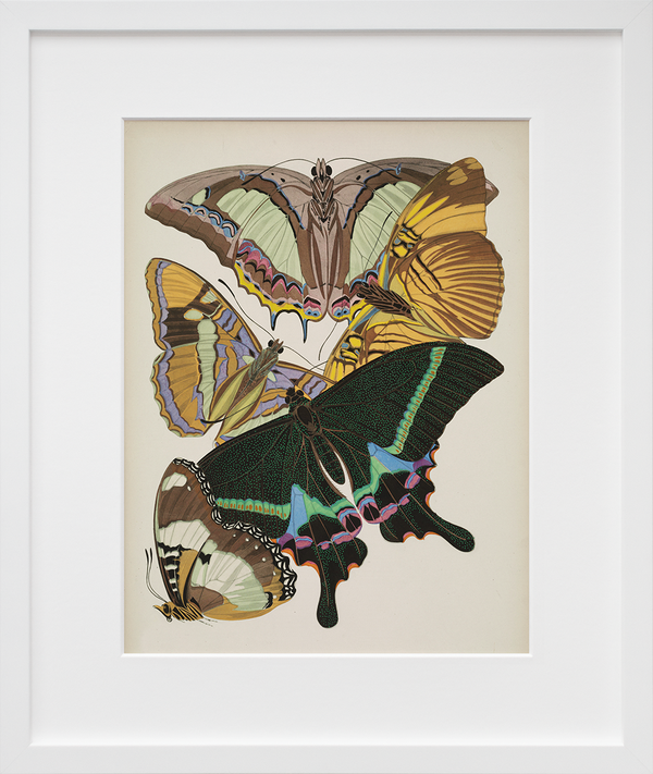 Load image into Gallery viewer, Papillons, Plate 8

