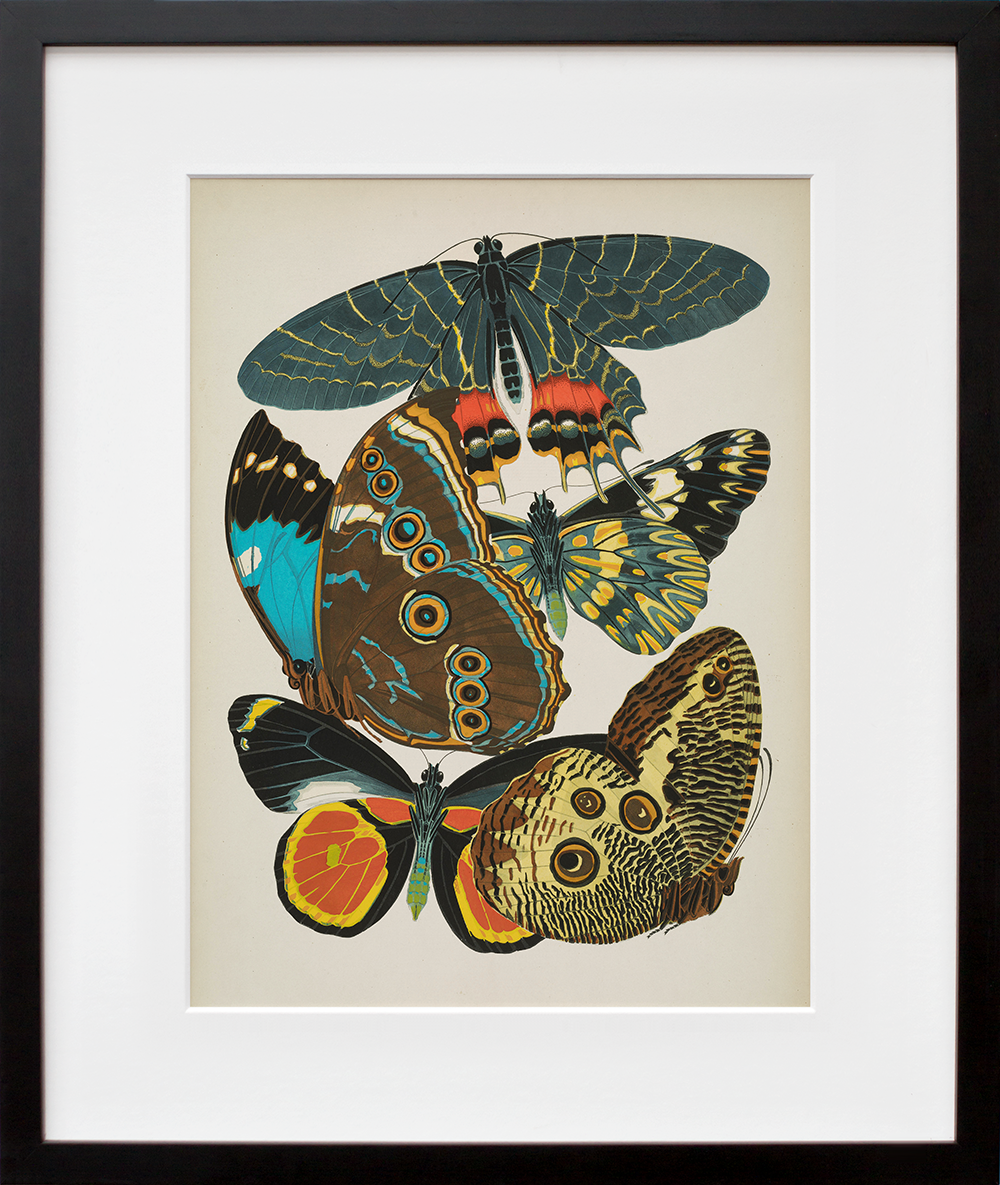 Papillons, Plate 2 in a black frame
