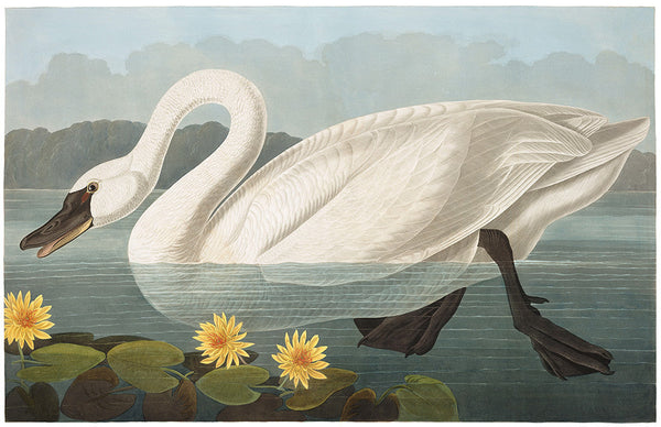 Plate 411: Common American Swan (Final Sale)