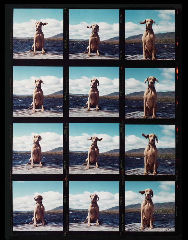 Load image into Gallery viewer, William Wegman&amp;#39;s Fay on the Dock
