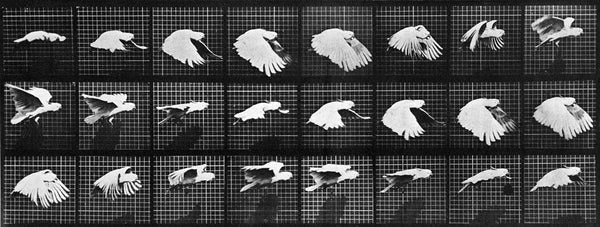 Animal Locomotion: Plate 759 (Bird) (Final Sale)