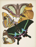 Papillons, Plate 8 (Final Sale)