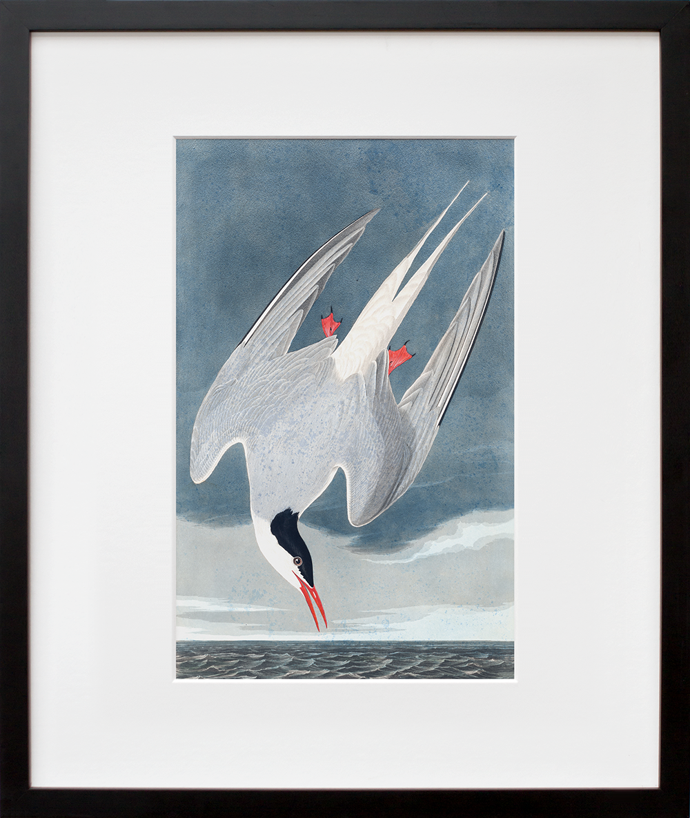 Plate 250: Arctic Tern in a black frame