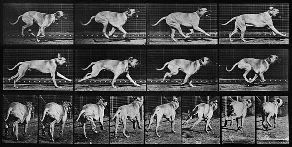 Animal Locomotion: Plate 707 (Dog)