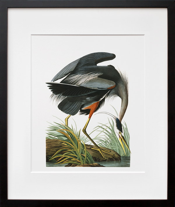 Load image into Gallery viewer, Plate 211: Great Blue Heron (Final Sale)

