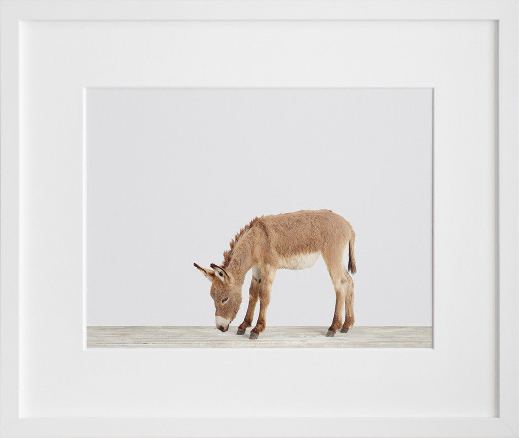 Baby Donkey in a white frame