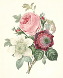 Rose, Anemone, Clematide (Final Sale)