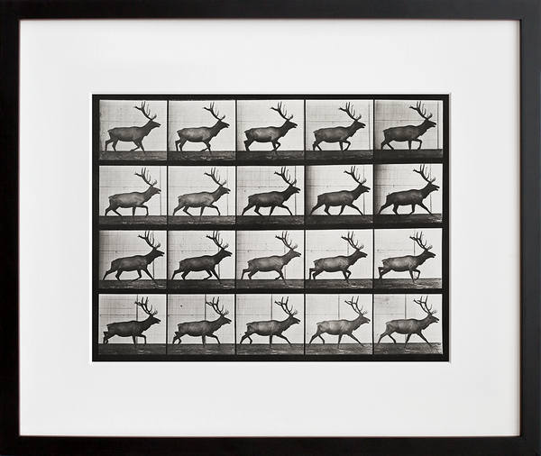 Animal Locomotion: Plate 692 (Elk; trotting) (Final Sale)