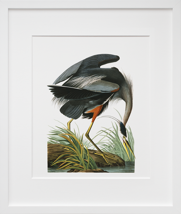 Load image into Gallery viewer, Plate 211: Great Blue Heron

