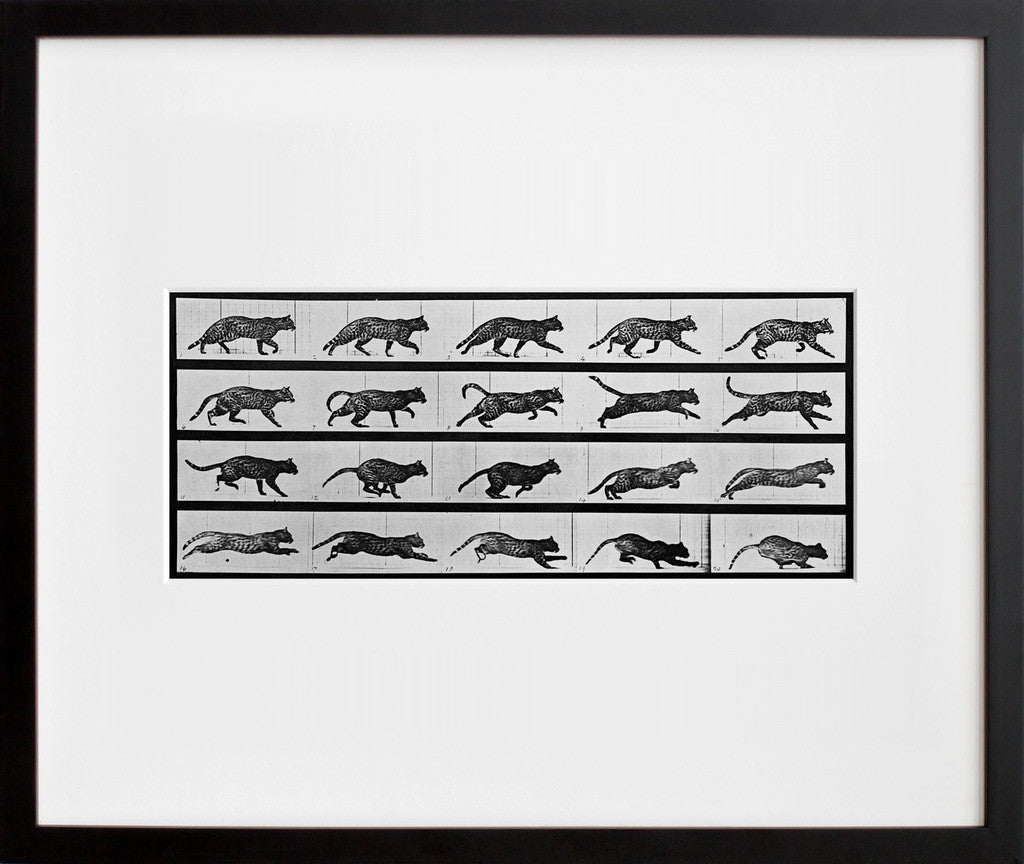 Animal Locomotion: Plate 717 (Cat) in a black frame