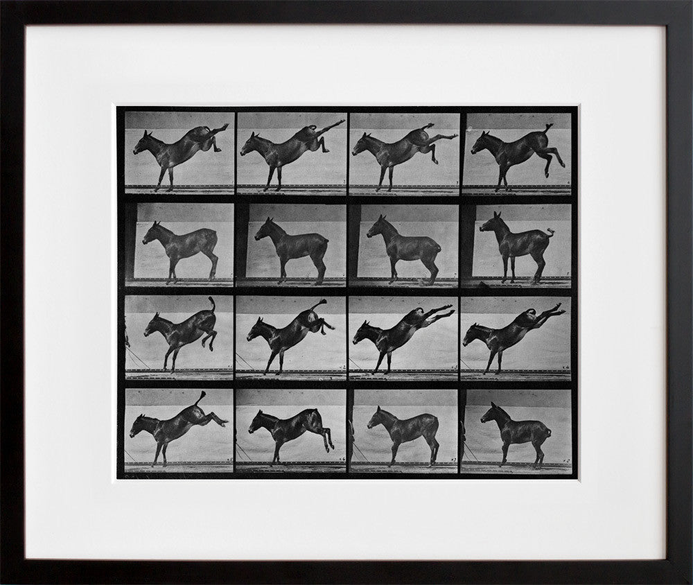 Animal Locomotion: Plate 658 (Mule) (2012) in a black frame