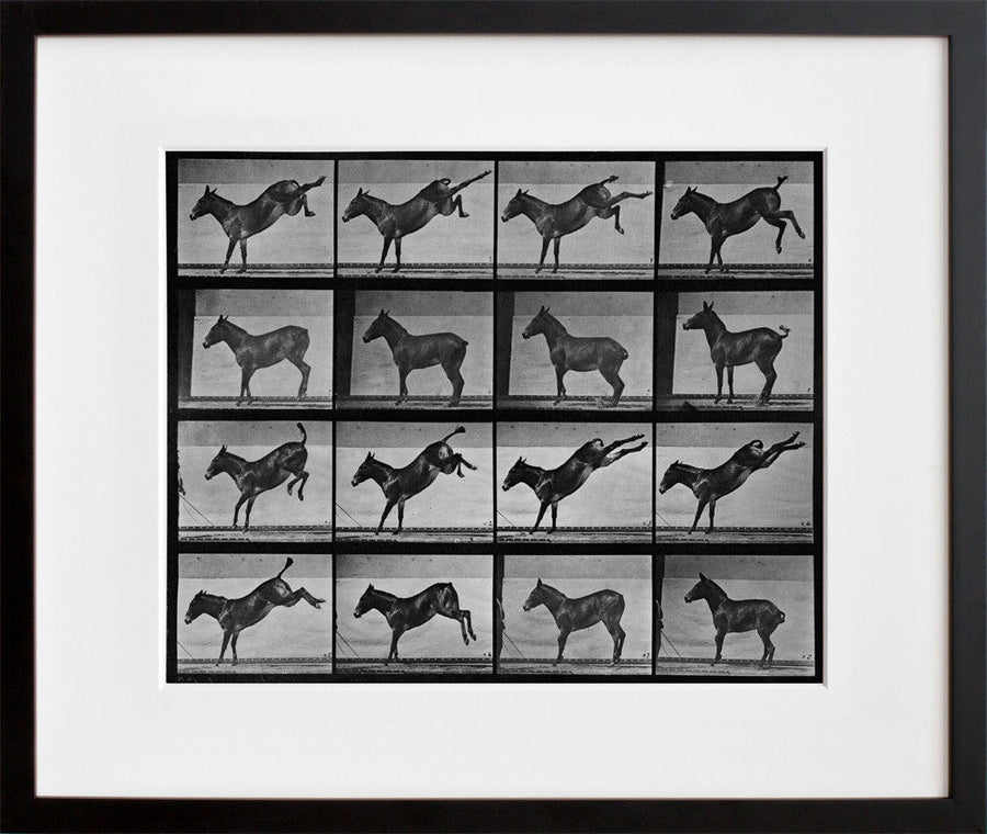 Animal Locomotion: Plate 658 (Mule) (2012)