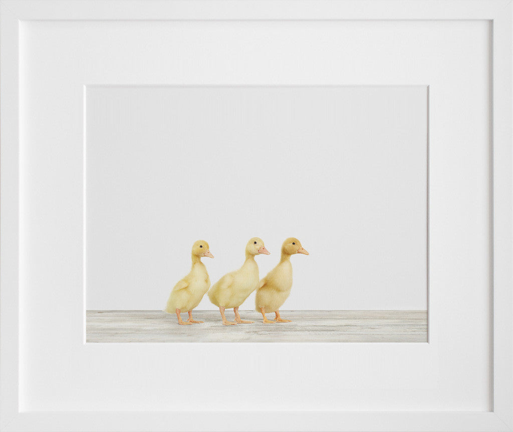 Three Ducklings in a white frame