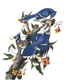 Plate 102: Blue Jay