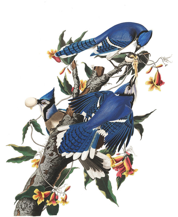 Plate 102: Blue Jay (Final Sale)