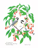 Black-capped Chickadee