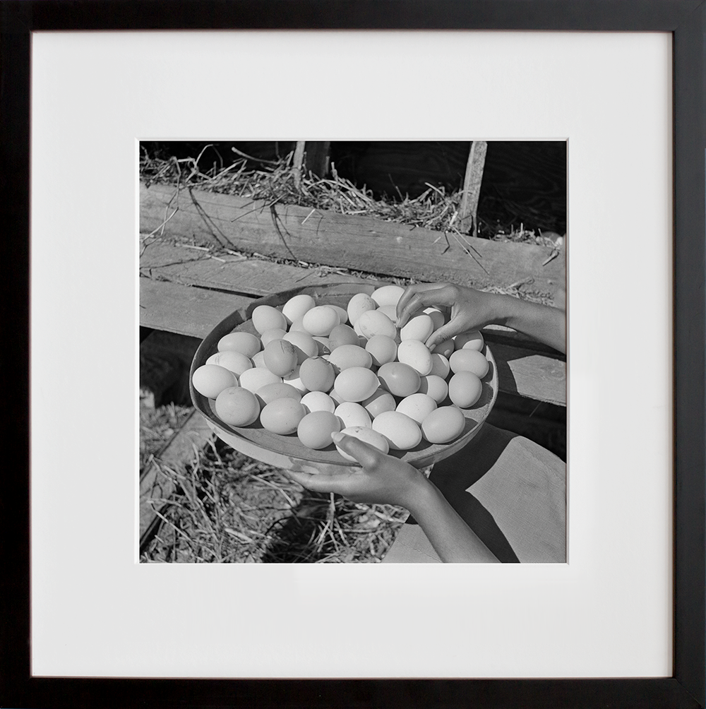 Eggs gathered by a student, Bethune-Cookman College in a black frame