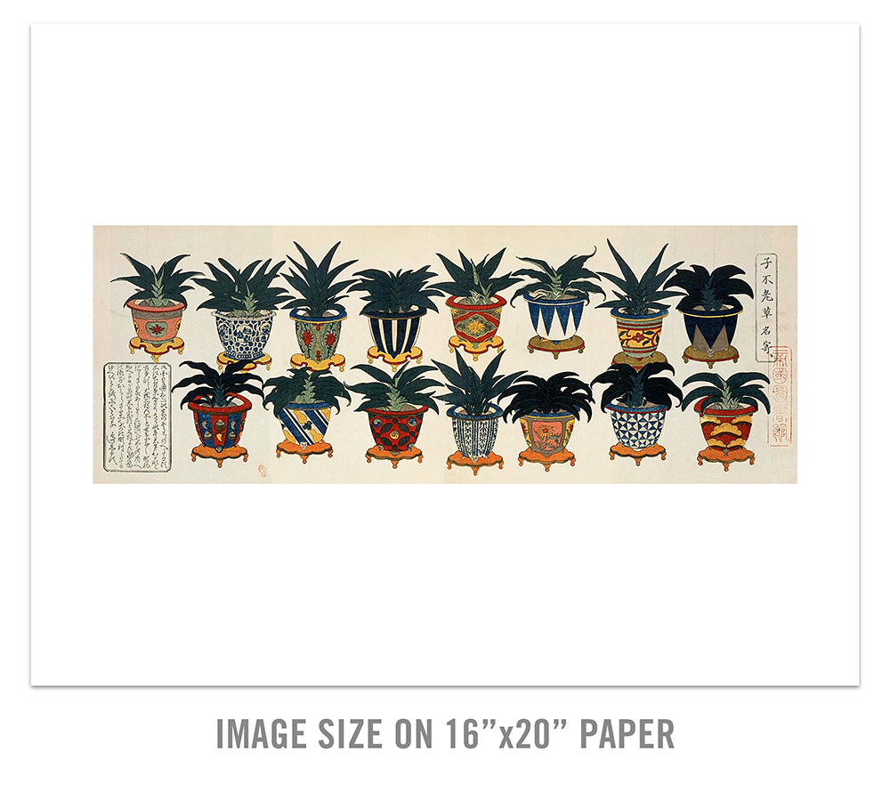 Small Rohdea Collection IV, image size on 16x20 paper