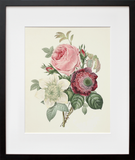 Rose, Anemone, Clematide (Final Sale)