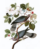 Plate 367: Band-tailed Pigeon