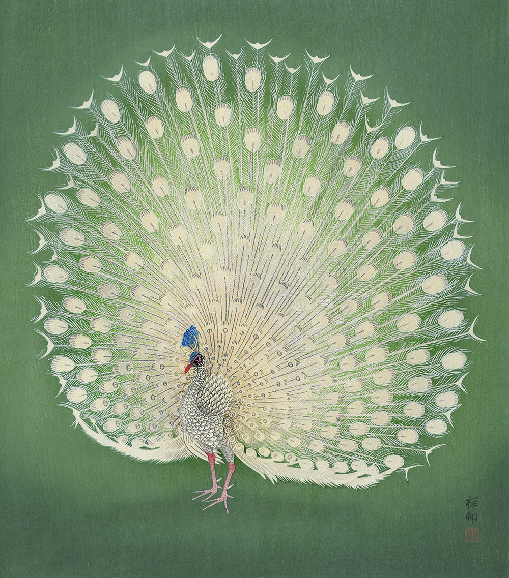 画材 Peacockesque Ohara Koson's Peacock