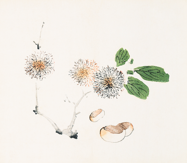 Load image into Gallery viewer, Page from Shi Zhu Zhai (Chestnuts)
