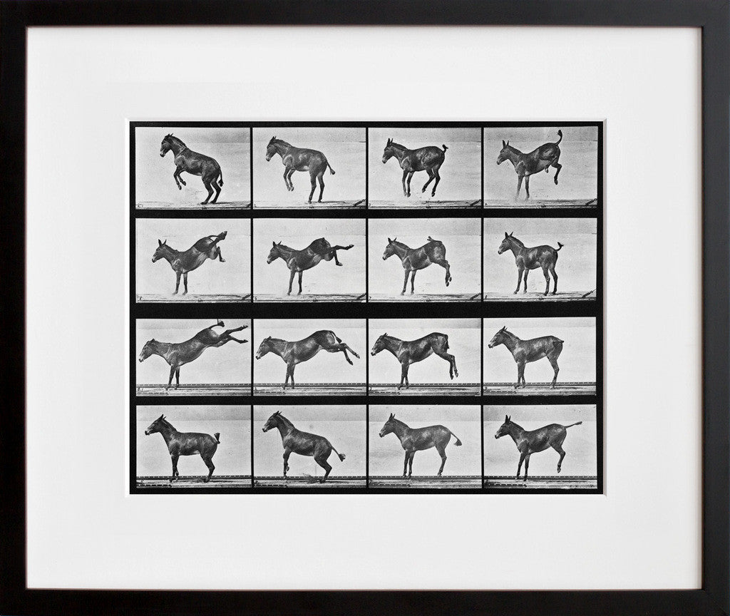 Animal Locomotion: Plate 659 (Mule) in a black frame