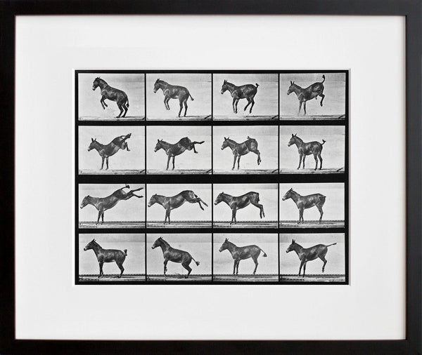 Animal Locomotion: Plate 659 (Mule)