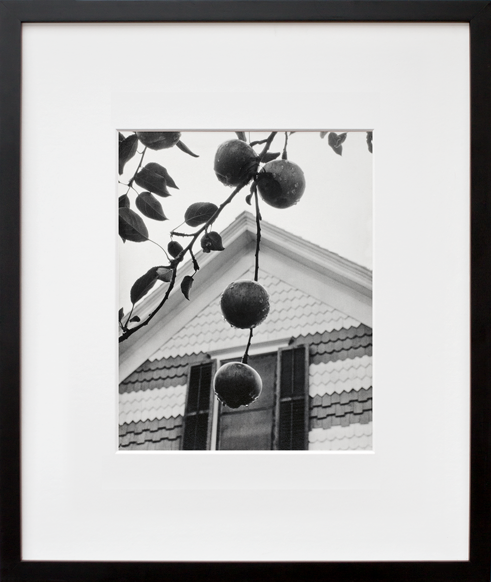 Gable and Apples in a black frame