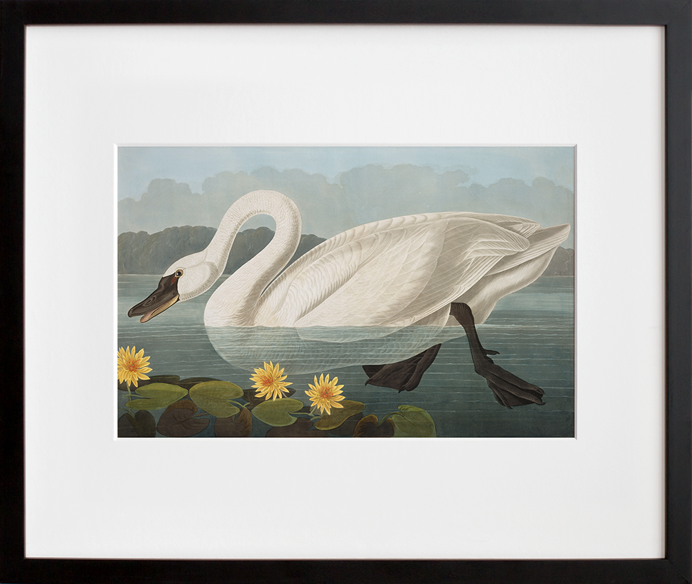 Plate 411: Common American Swan in a black frame