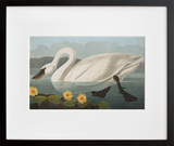 Plate 411: Common American Swan