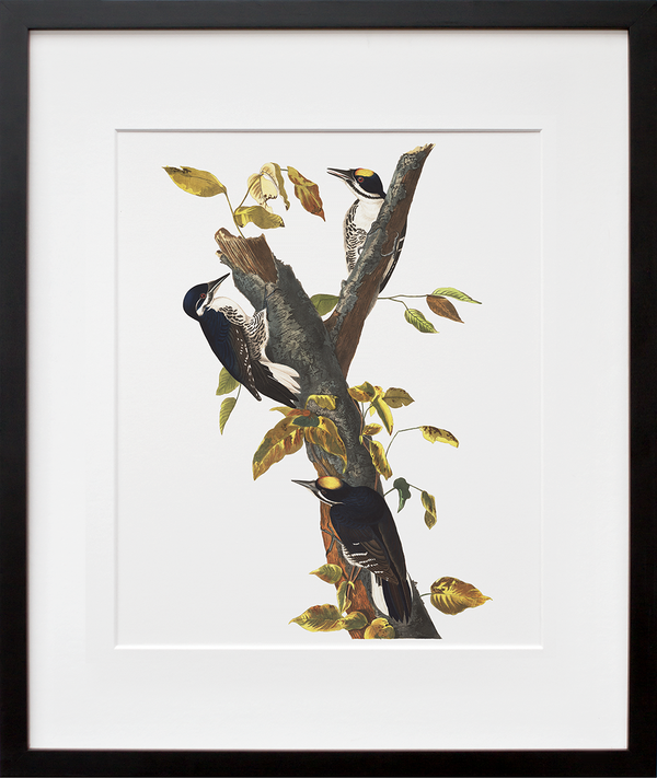 Plate 132: Three-toed Woodpecker (Final Sale)