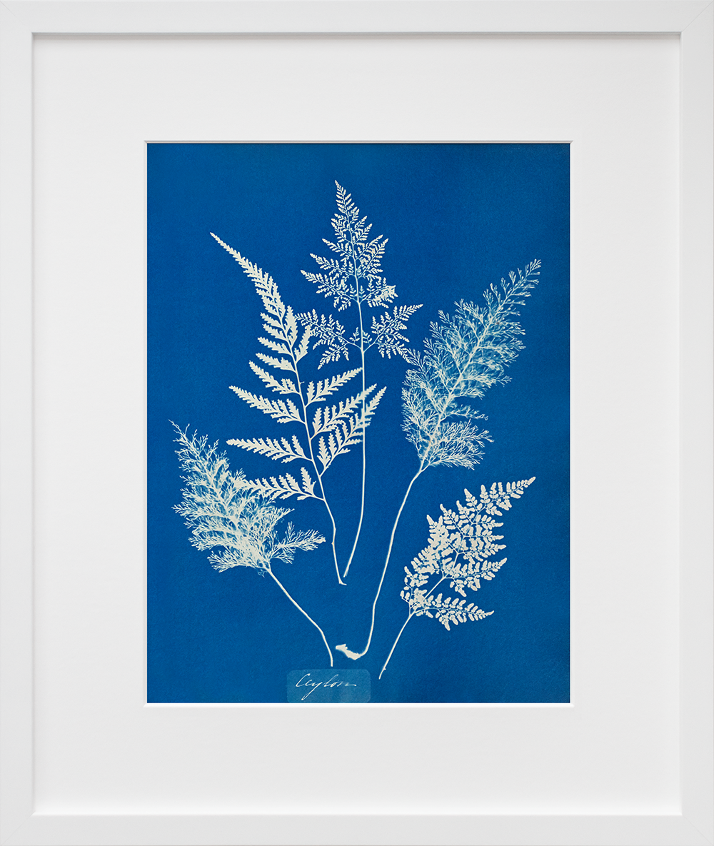 Ceylon in a white frame