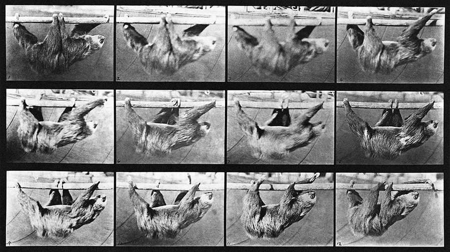 Animal Locomotion: Plate 750 (Sloth) (Final Sale)